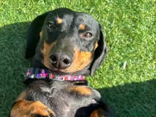 Dachshund dogs Dachshund girl 4 years old - Advert 1