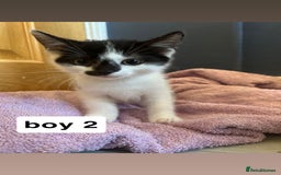British Shorthair cats for sale: 6 kittens for sale  - Image 11