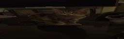 Domestic Shorthair cats for sale: Charlie: Loving Tabby Cat Seeking Forever Home - Advert 6