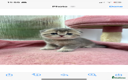 Scottish Fold cats for sale: Lovely kitten Highland delivery only Scotland Xx - Image 10