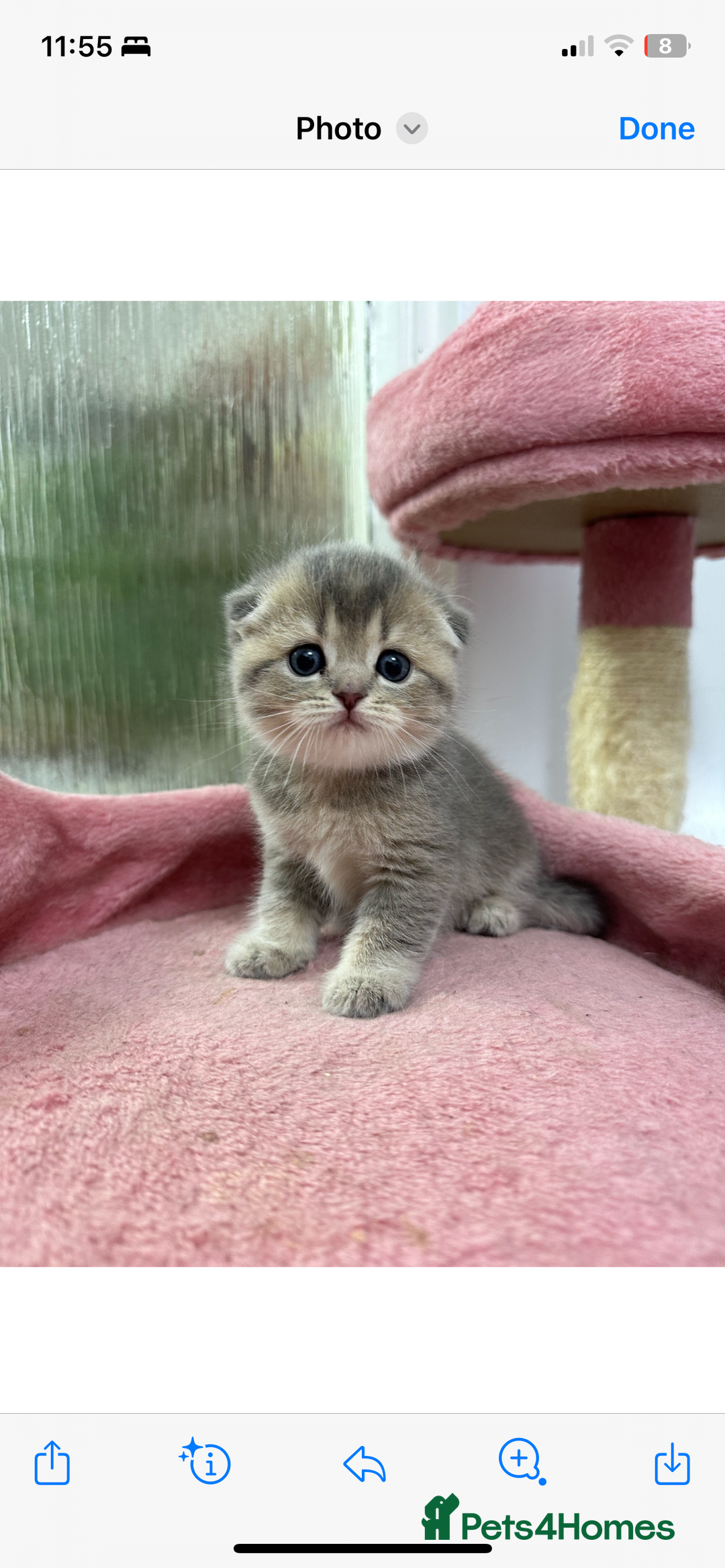 Scottish Fold cats for sale: Lovely kitten Highland delivery only Scotland Xx - Image 10