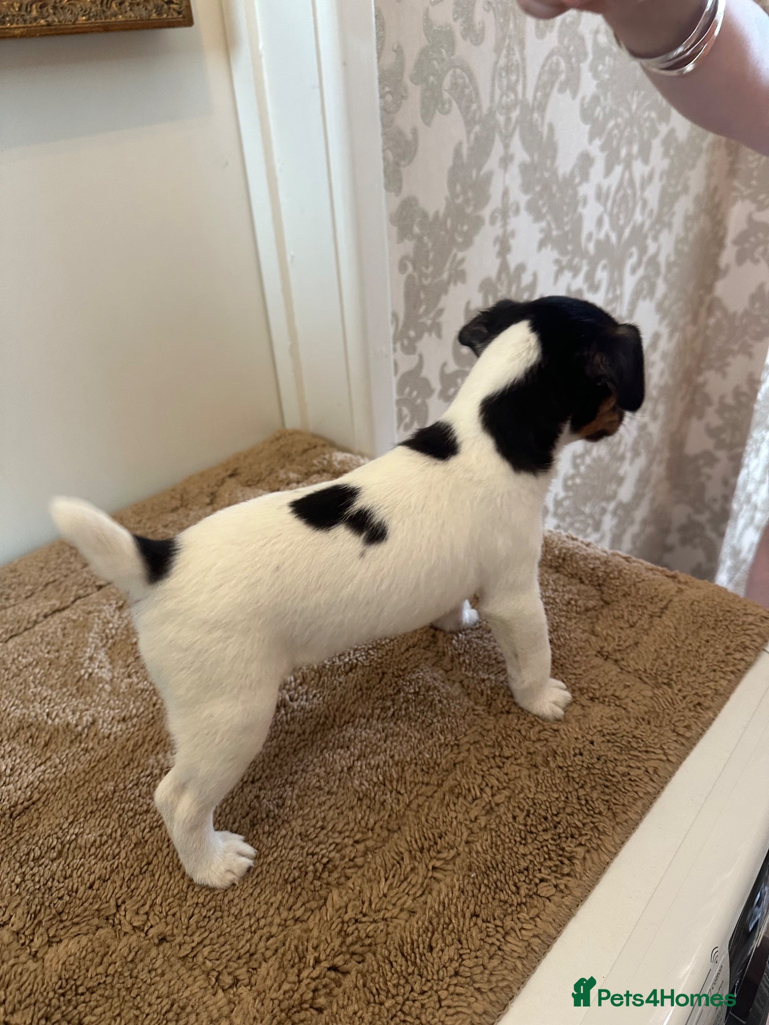 Jack Russell dogs Jack Russell Puppies For Sale  - Advert 7