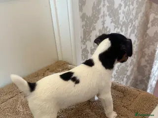 Jack Russell dogs Jack Russell Puppies For Sale - Advert 7
