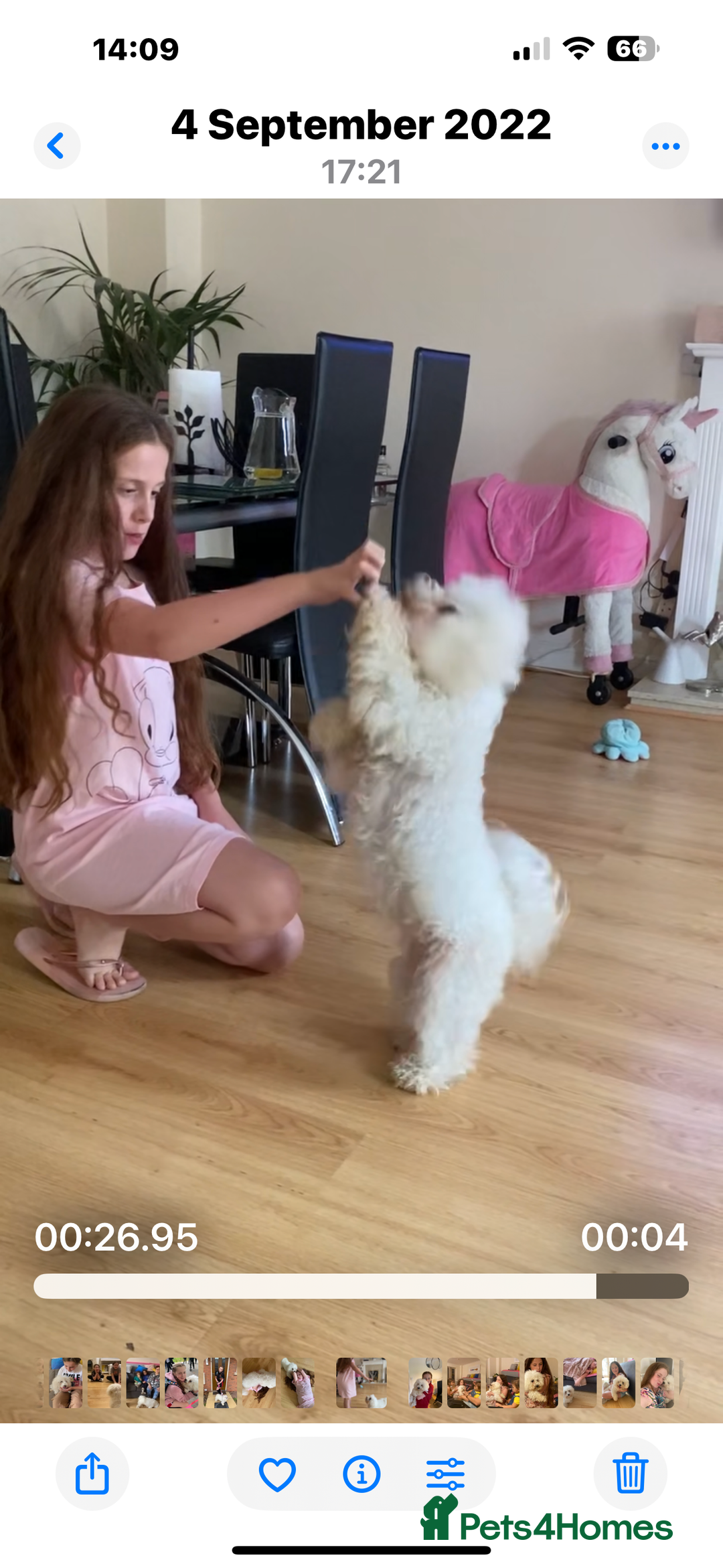 Bichon Frise dogs for sale: Pure Bichon frise for sale in Bromsgrove  in Bromsgrove - Image 14