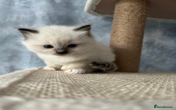 Ragdoll cats for sale: Seal Mitted Ragdoll babies, 4 girls 1 boy - Image 16