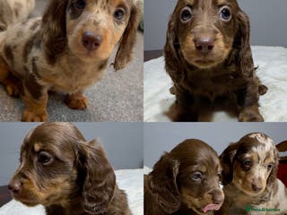 Miniature Dachshund dogs Dachshund miniature long hair - Advert 18