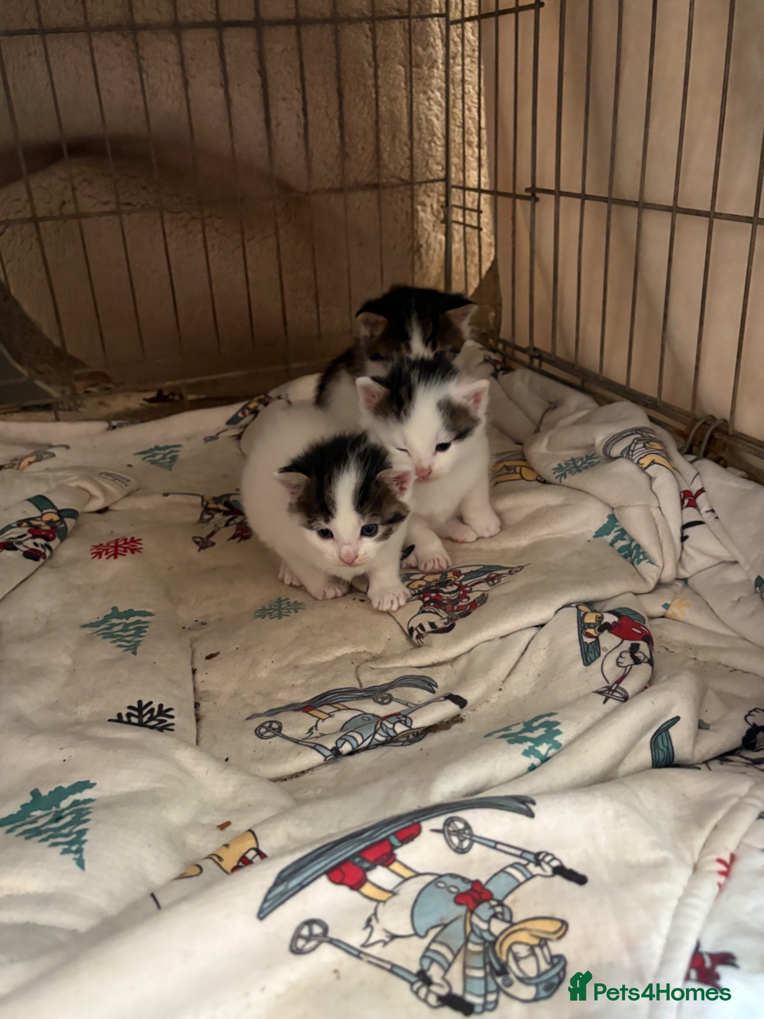 Ragdoll cats Rag doll kittens  - Advert 1