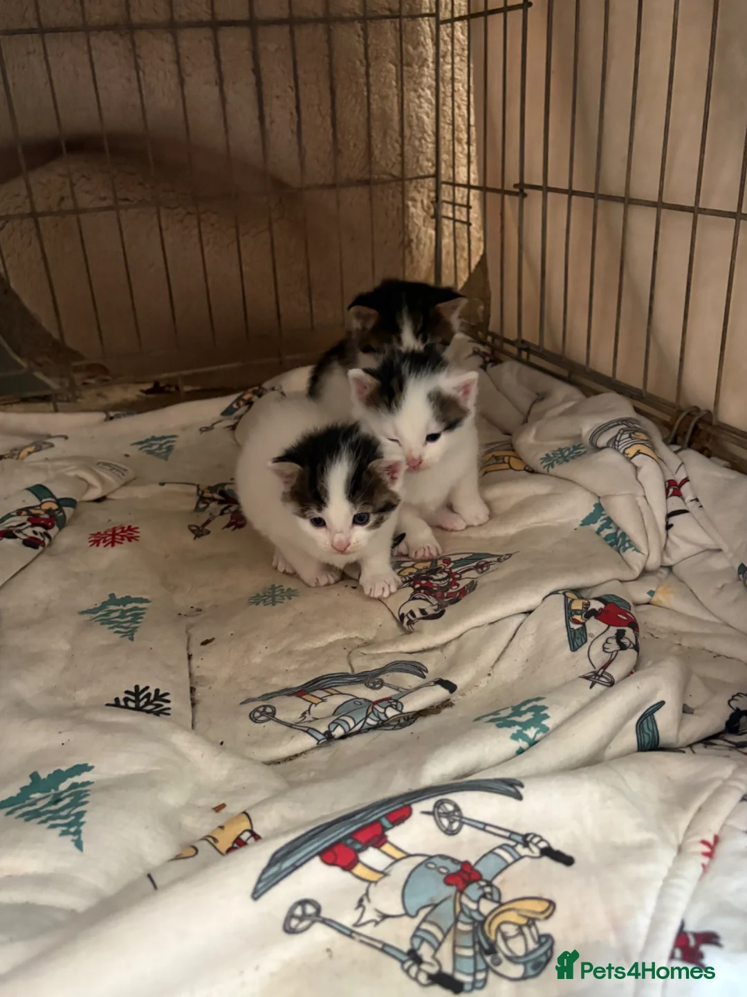 Ragdoll cats for sale: Rag doll kittens  in Rugeley - Advert 1