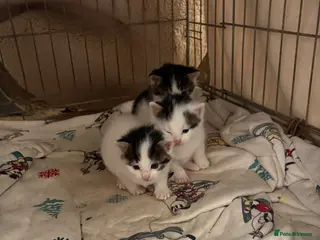 Ragdoll cats Rag doll kittens - Advert 1