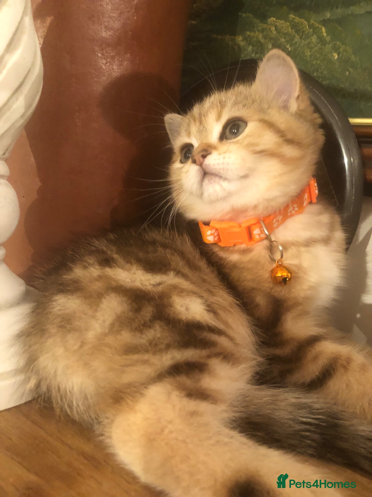 British Shorthair cats British shorthair kittens  - Advert 14