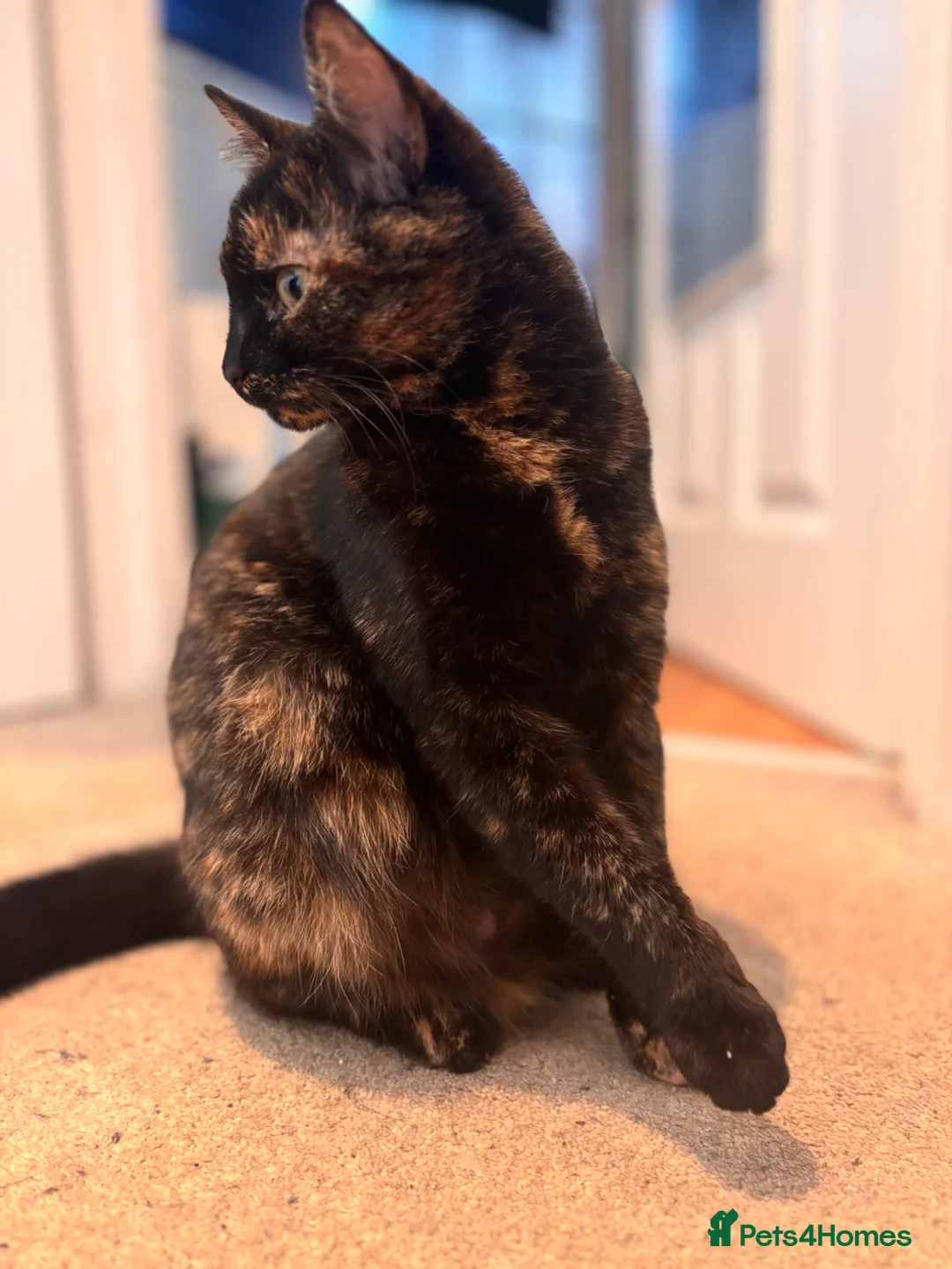 Norwegian Forest Cat cats for sale: Expected kittens  in Witney - Advert 1