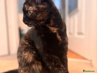 Norwegian Forest Cat cats Expected kittens - Advert 2