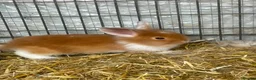 Lionhead rabbits for sale: 8 adorable Lion head baby rabbits - Advert 1