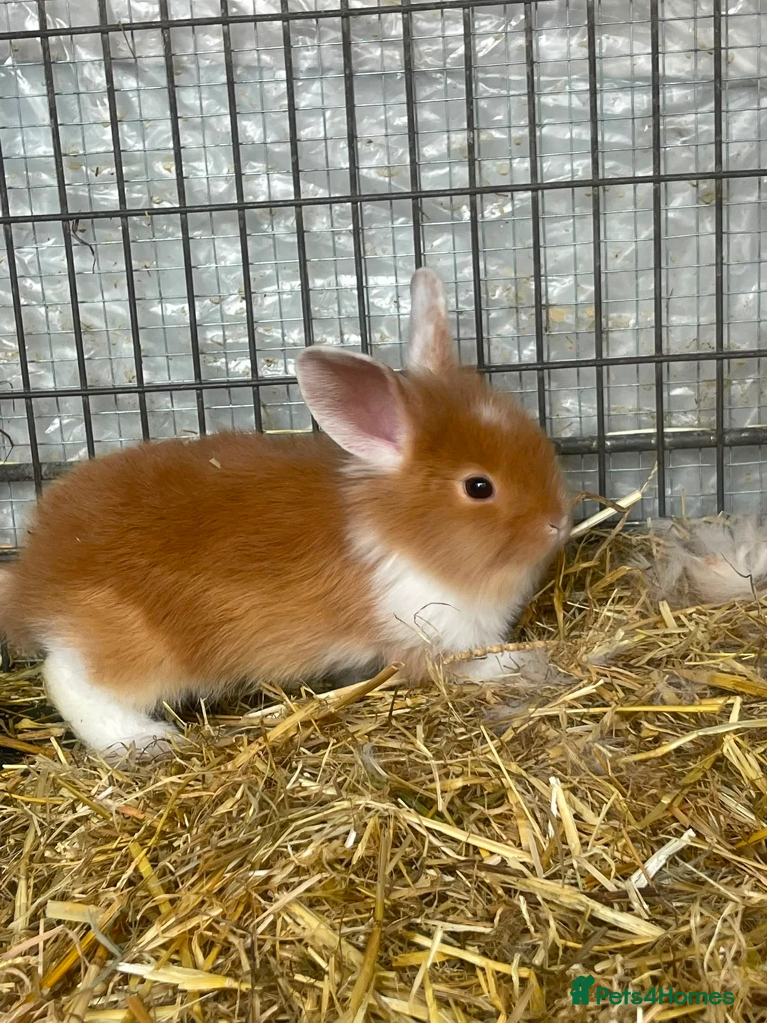 Lionhead rabbits for sale: 8 adorable Lion head baby rabbits - Advert 1