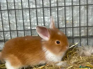 Lionhead rabbits 8 adorable Lion head baby rabbits - Advert 1
