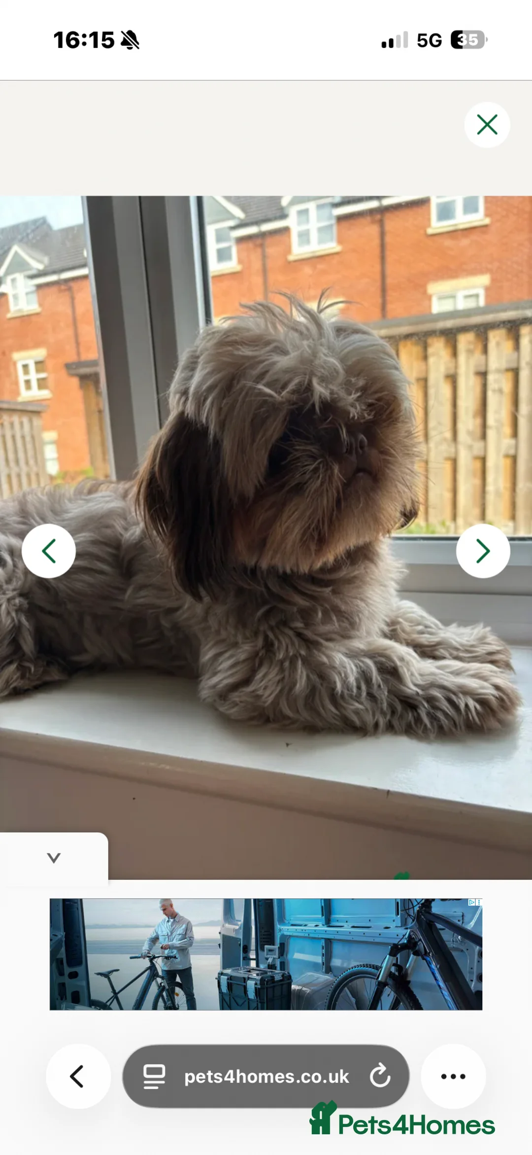 Shih Tzu dogs for sale: Puppies due in 3 weeks  in Birmingham - Advert 2