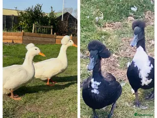 Ducks poultry Crested white and Cayuga hatching duck eggs x 6 - Advert 4