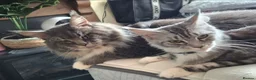 Maine Coon cats for sale: Large Maine Coon Kittens chipped and vaccinated - Advert 12