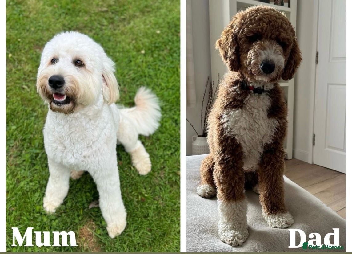 Goldendoodle dogs Outstanding Double Doodles  - Advert 1