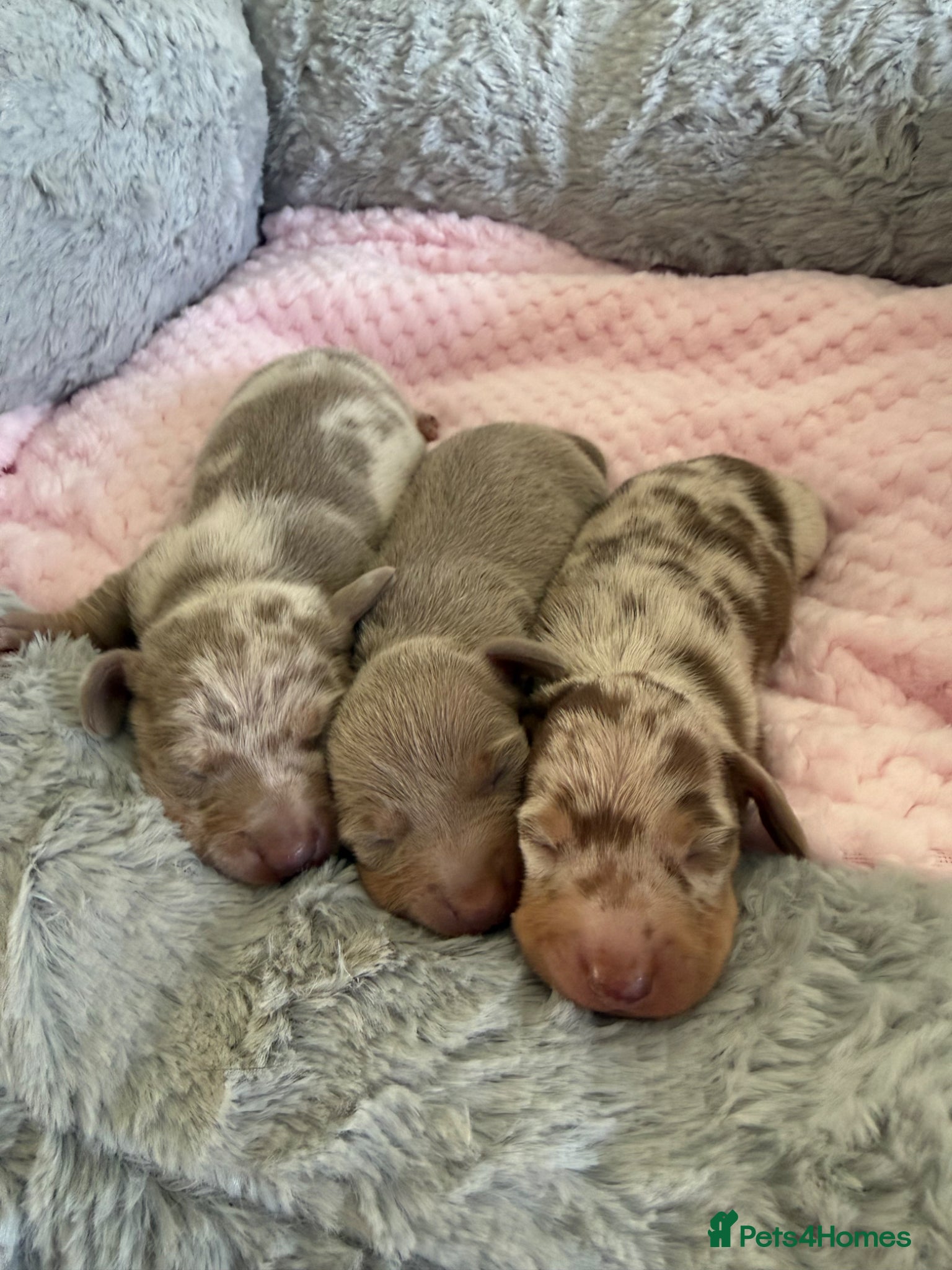 Miniature Dachshund dogs Kennel club Miniature Dachshunds  - Advert 2