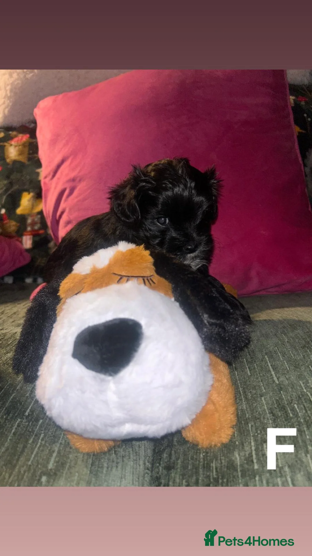 Mixed Breed dogs for sale: Toy malshipoo puppies  - Advert 2