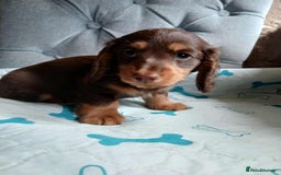Dachshund dogs for sale: Kc.reg miniature dachshund puppies  - Image 6