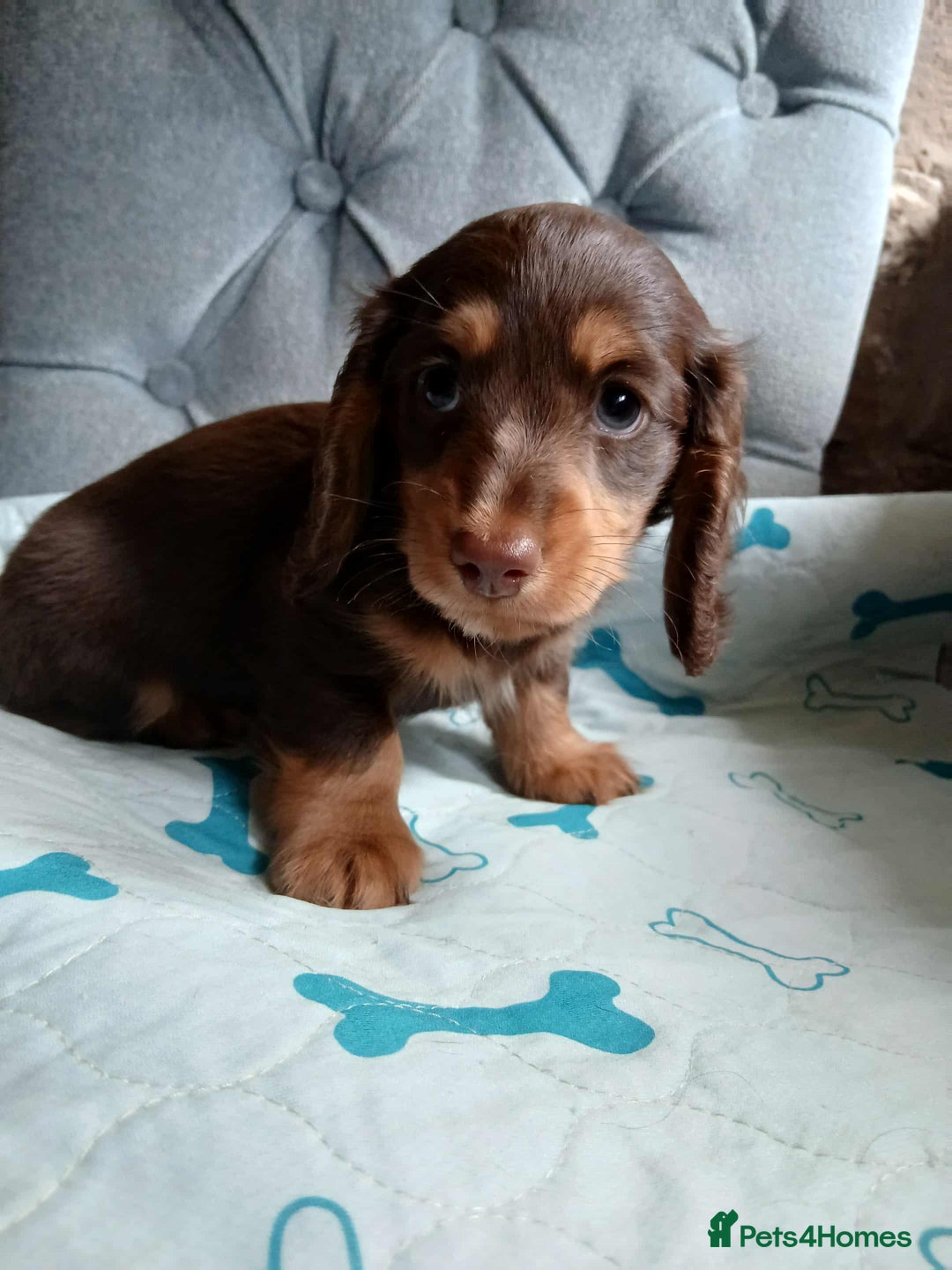 Dachshund dogs for sale: Kc.reg miniature dachshund puppies  - Image 6
