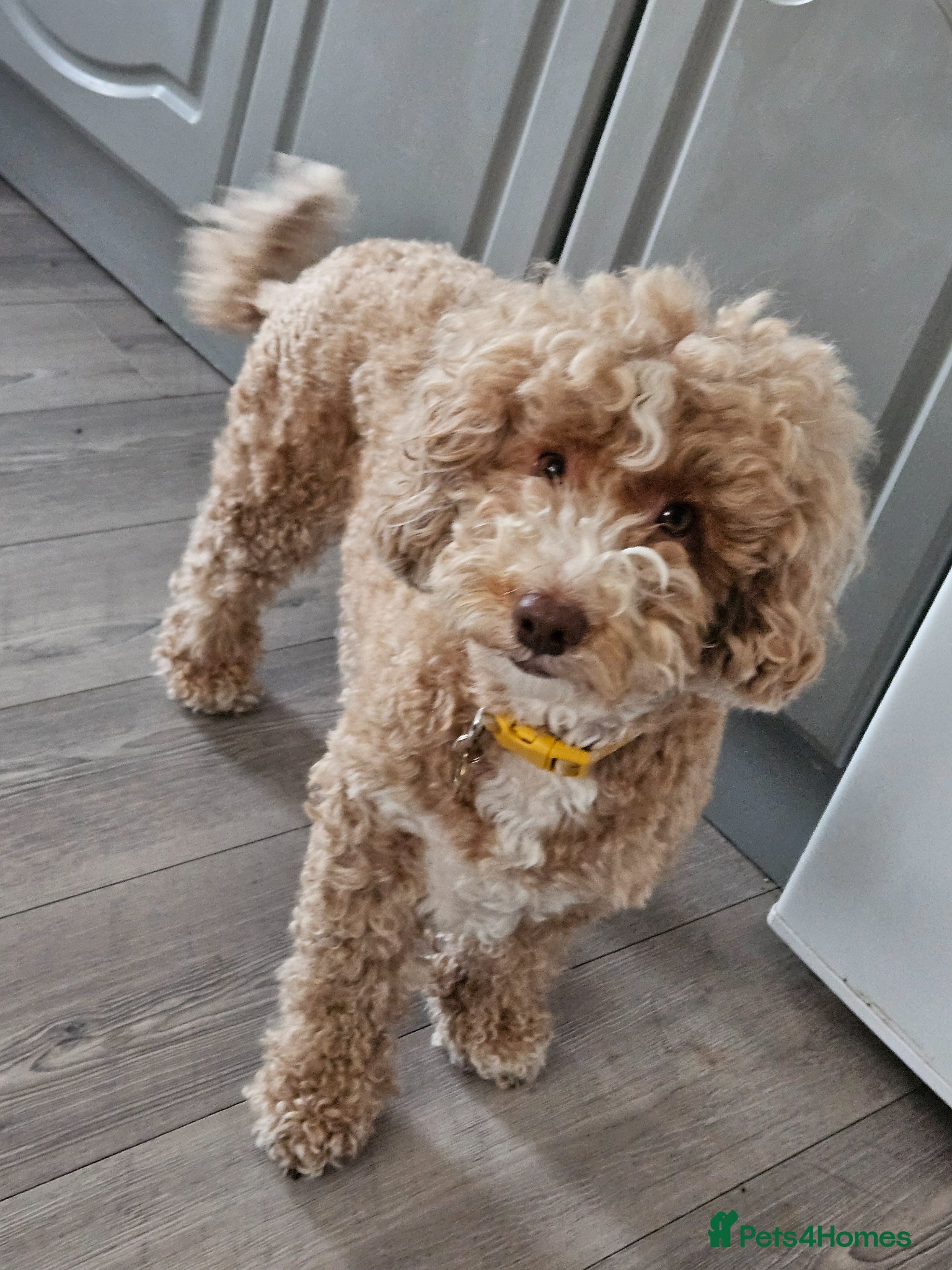 Mixed Breed dogs Australian labradoodle x cockapoo - Advert 1