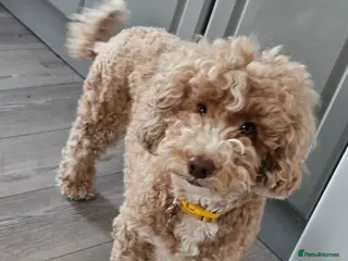 Mixed Breed dogs Australian labradoodle x cockapoo - Advert 1