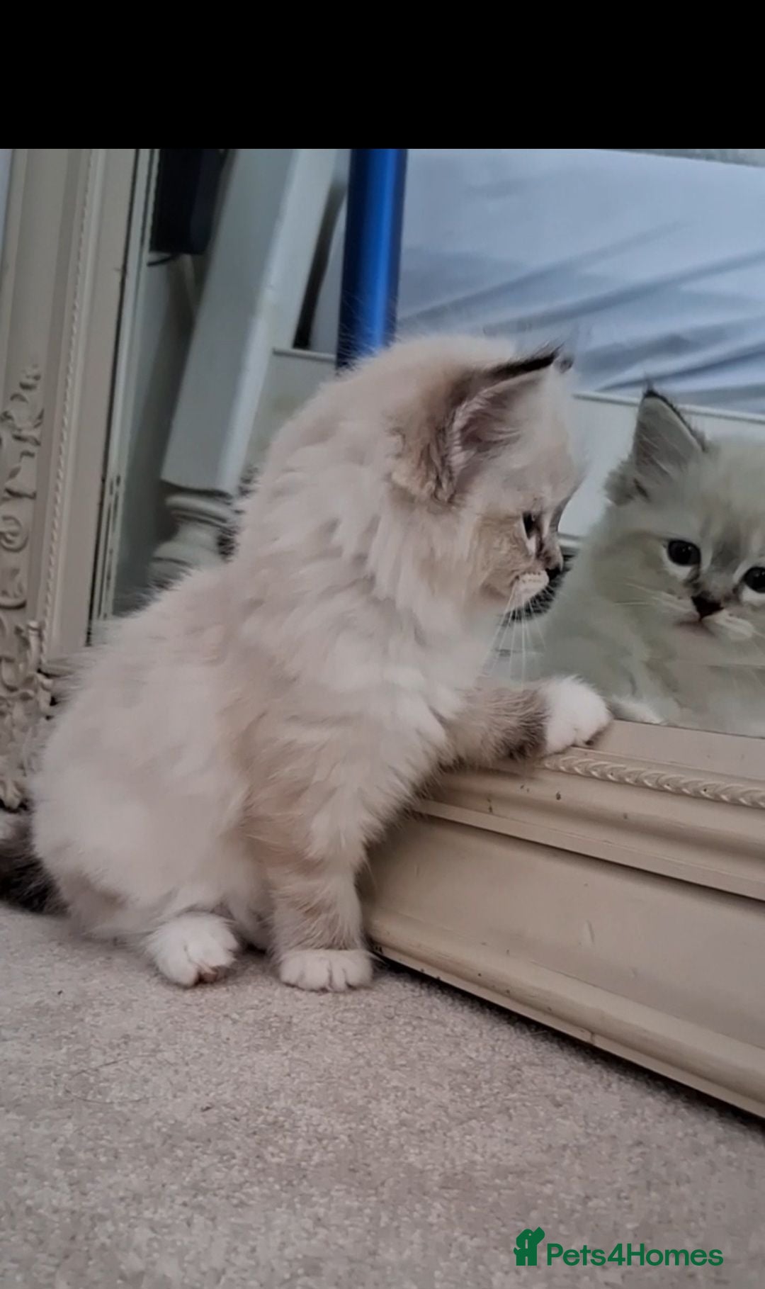 Ragdoll cats Beautiful TICA Registered Ragdolls - Advert 2