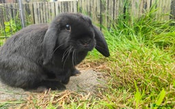 Mini Lop rabbits for sale: Mini lop  - Image 8