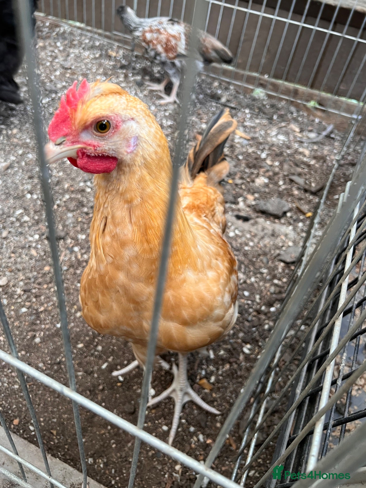 Chickens poultry Olive egger Cockerel - Advert 2