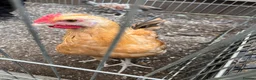 Chickens poultry for sale: Olive egger Cockerel - Advert 1