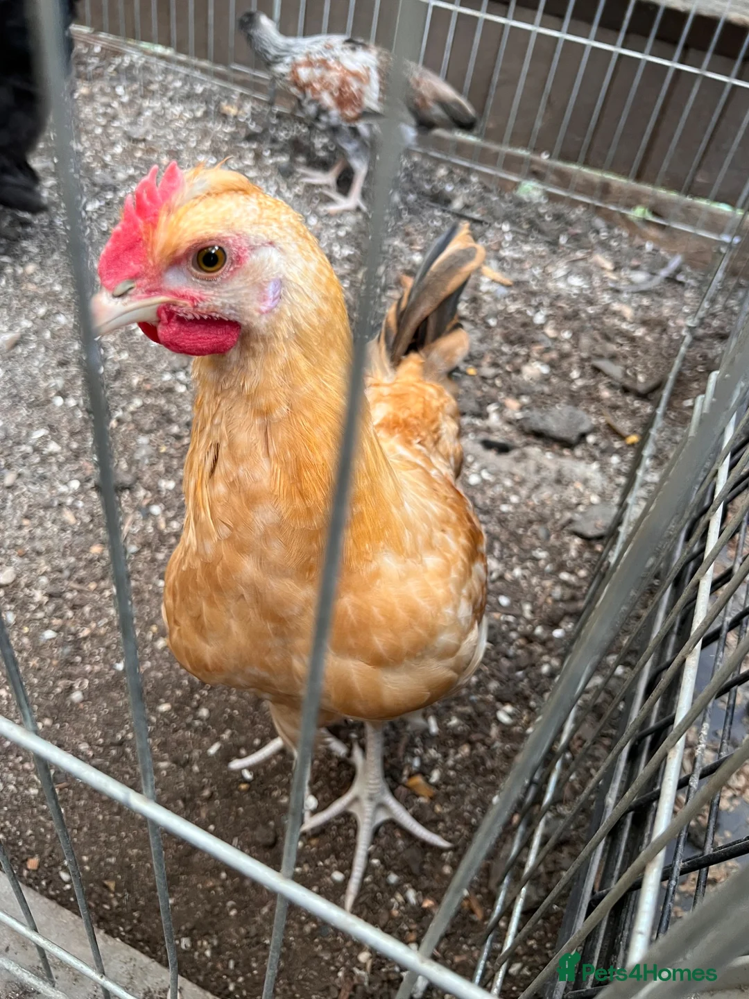 Chickens poultry for sale: Olive egger Cockerel - Advert 1