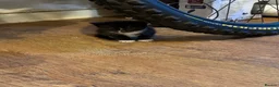 Mixed Breed cats for sale: Black and white kittens 8 weeks now in Oxford - Advert 5