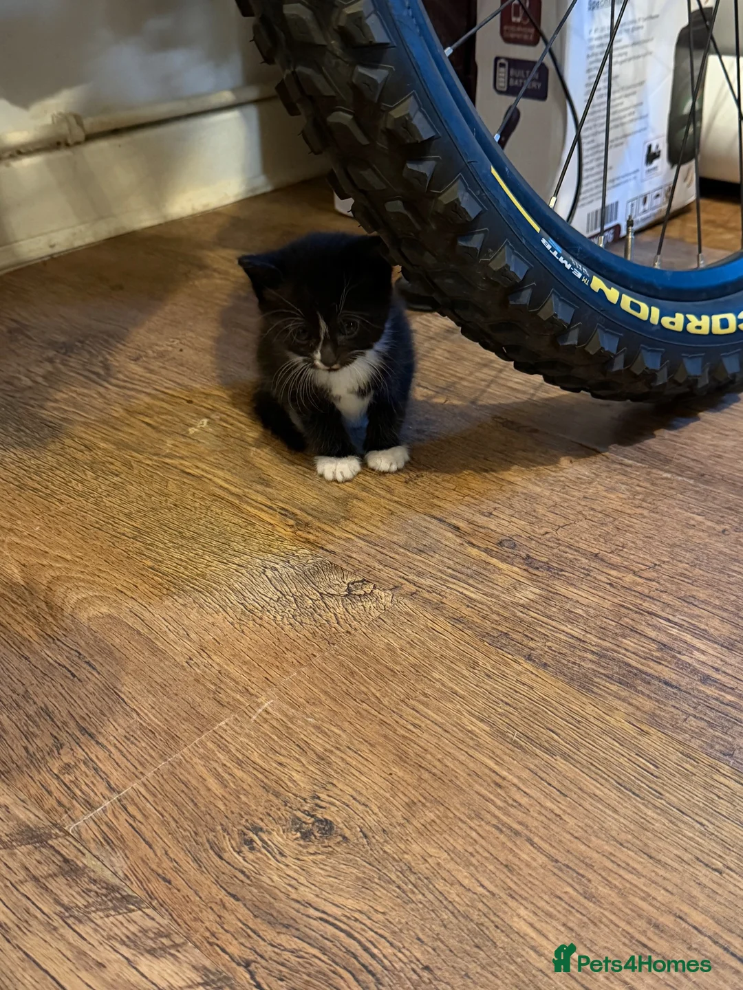 Mixed Breed cats for sale: Black and white kittens 8 weeks now in Oxford - Advert 5