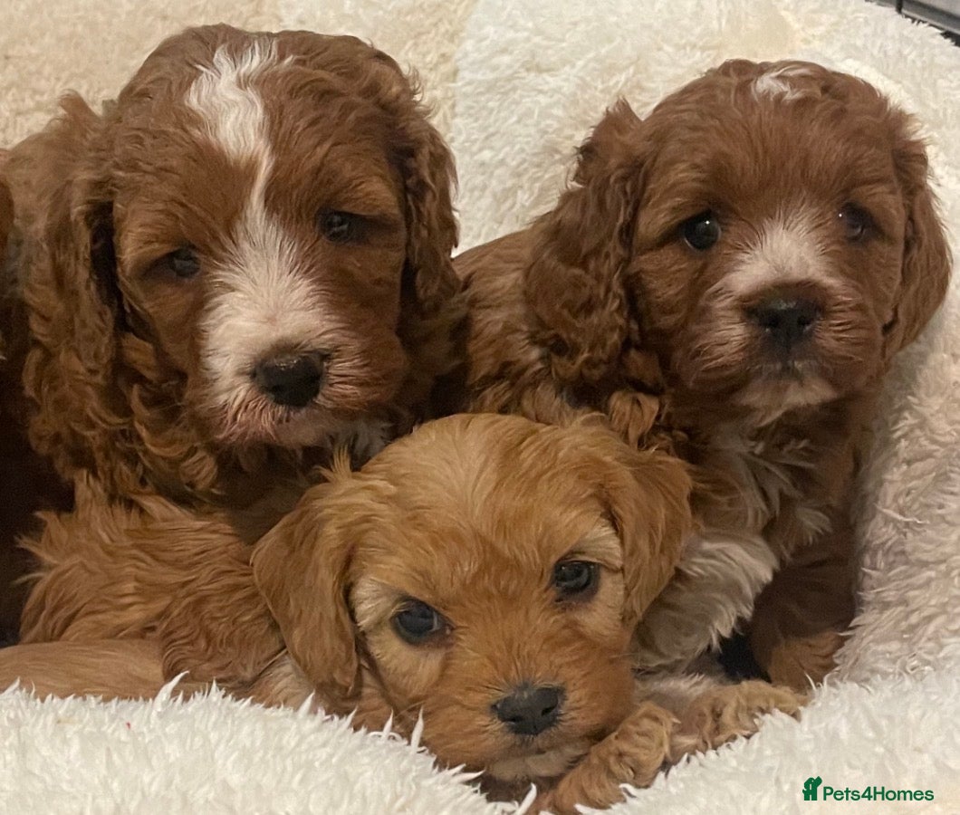 Cavapoo dogs STUNNING HEALTH CLEAR CAVAPOO PUPPIES  - Advert 4