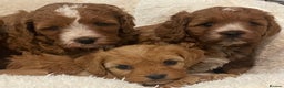 Cavapoo dogs for sale: STUNNING HEALTH CLEAR CAVAPOO PUPPIES  - Advert 1