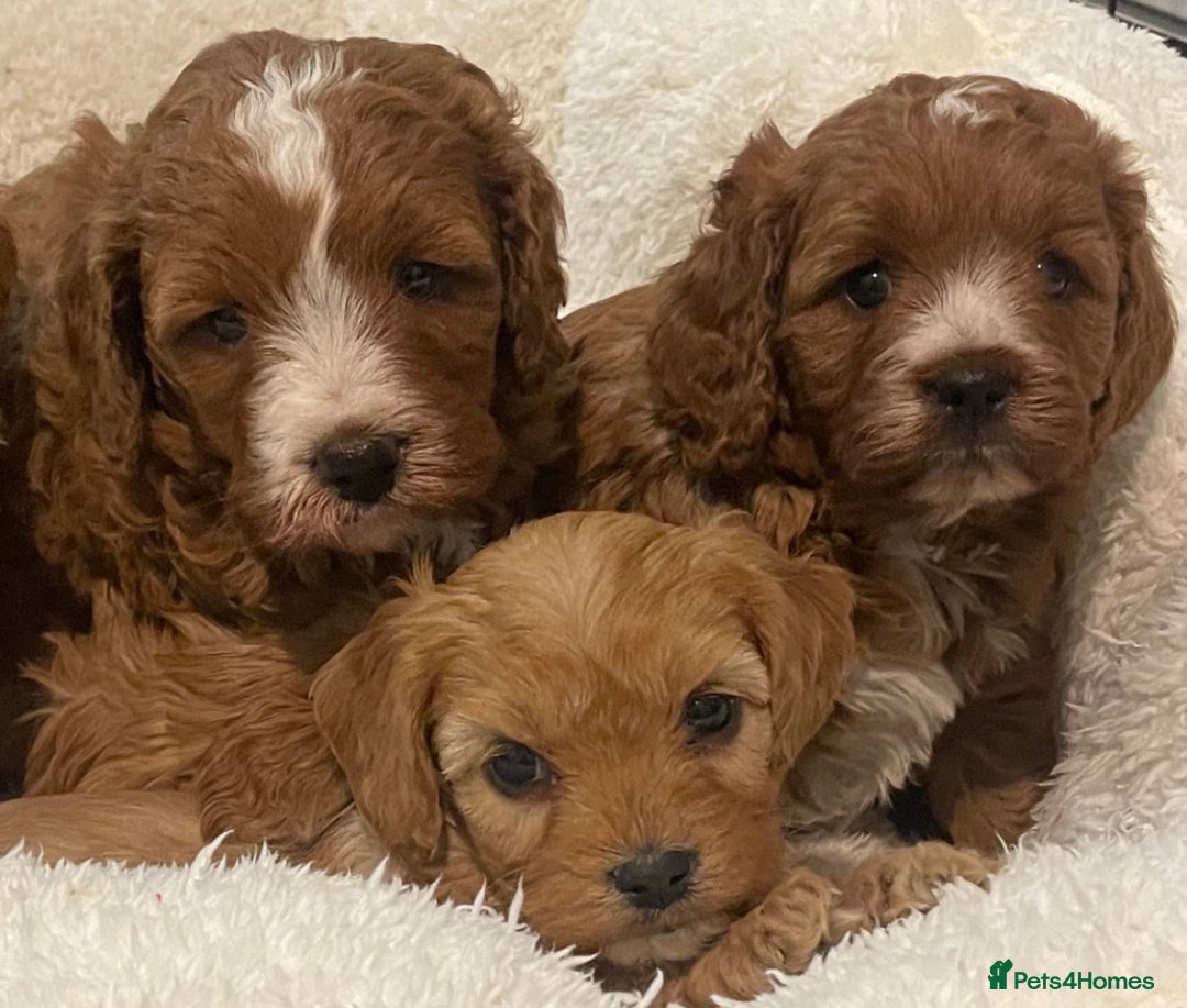 Cavapoo dogs for sale: STUNNING HEALTH CLEAR CAVAPOO PUPPIES  - Advert 1