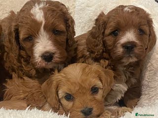 Cavapoo dogs STUNNING HEALTH CLEAR CAVAPOO PUPPIES - Advert 5