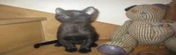 Oriental cats for sale: oriental boy - Advert 6