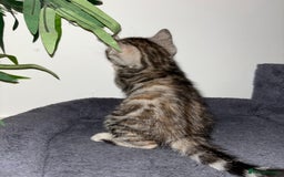 Bengal cats for sale: Half Bengal Kittens - Image 24