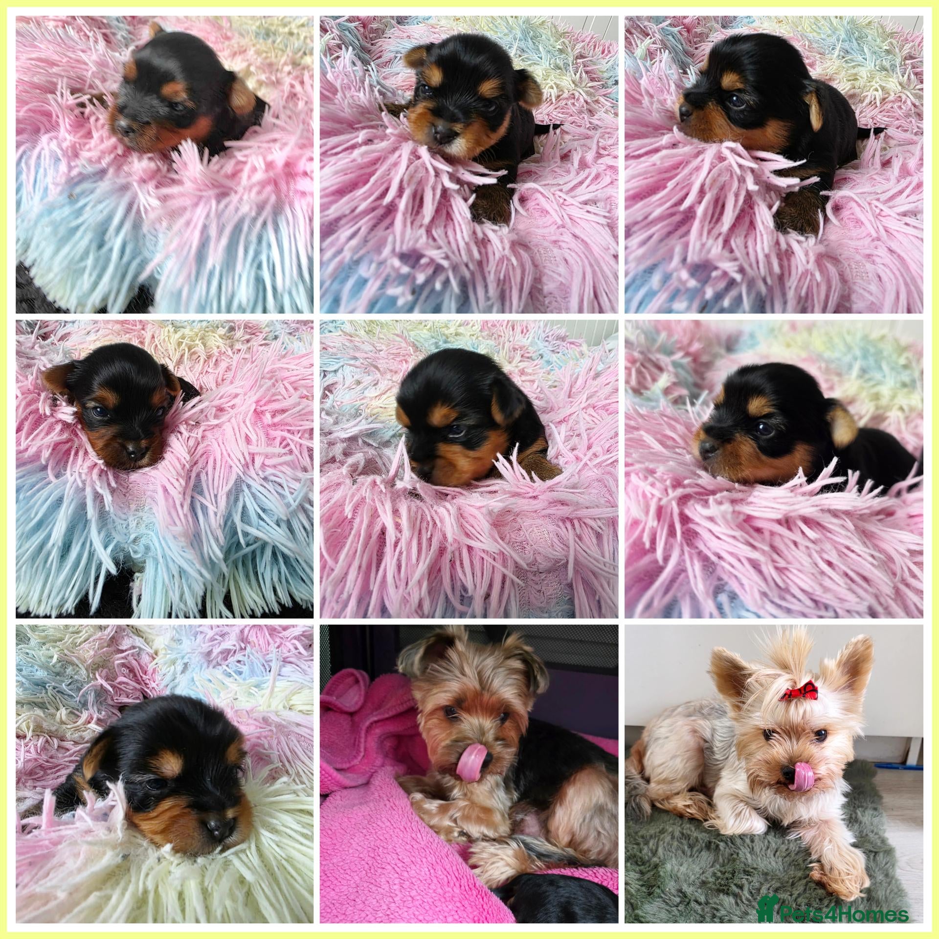 Yorkshire Terrier dogs 💕Yorkshire Terrier puppies.💕 - Advert 5