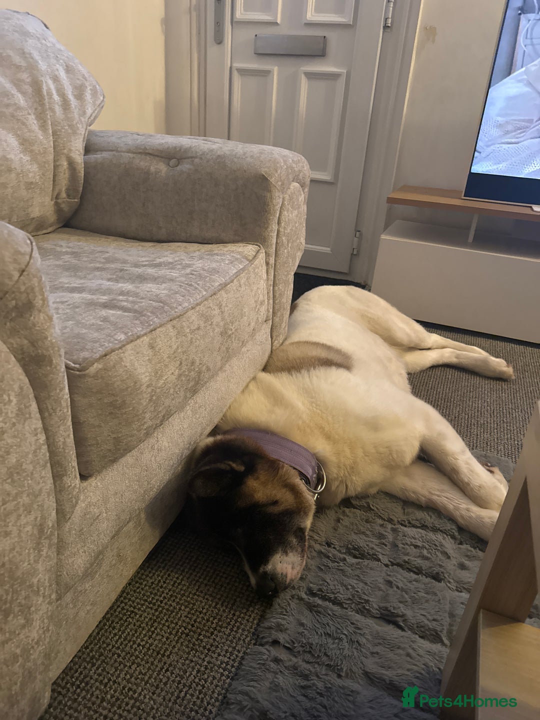Akita dogs for sale: Akita - Roxy - Image 1