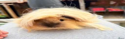 Guinea Pig rodents for sale: Swiss & Peruvians baby’s available  - Advert 11