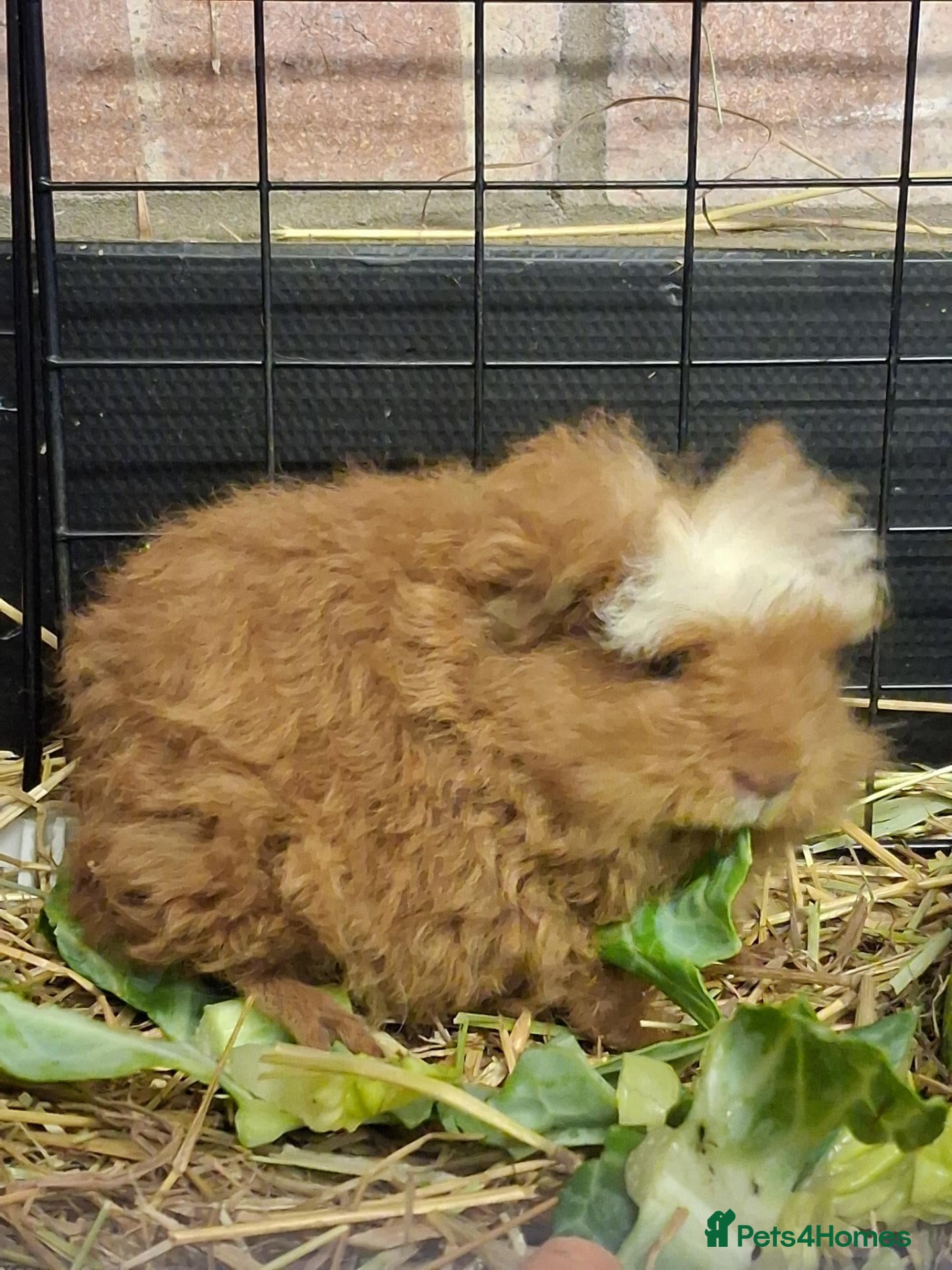 Guinea Pig rodents Beautiful Texel and Merino boars  - Advert 2