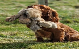 Cocker Spaniel dogs for sale: K.C. Well bred chocolate working cocker spaniels - Image 22