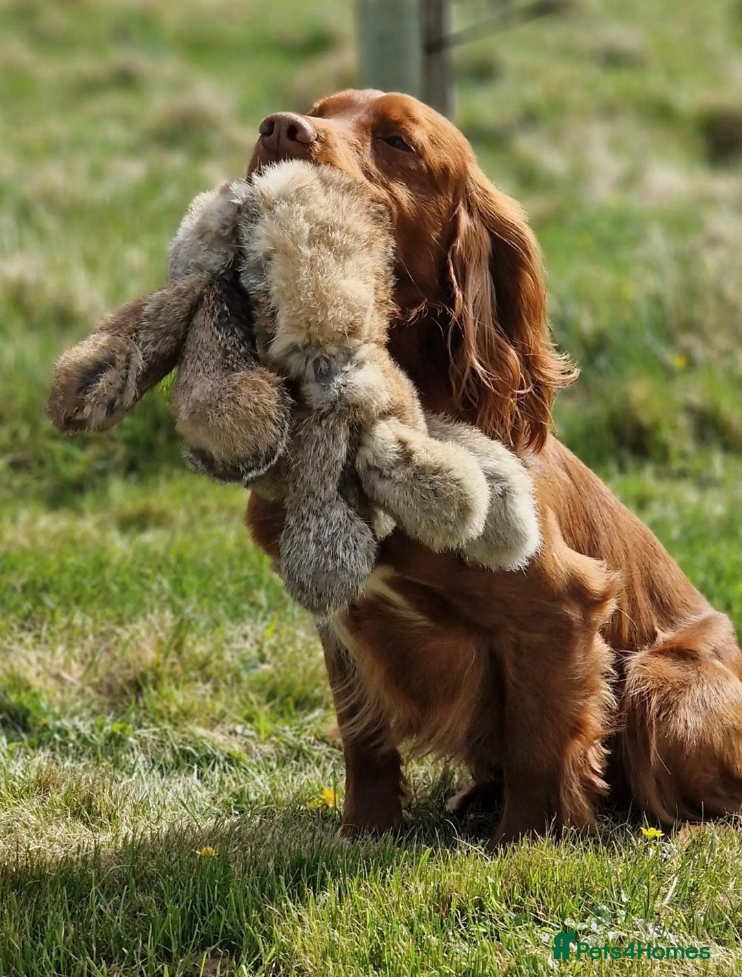 Cocker Spaniel dogs for sale: K.C. Well bred chocolate working cocker spaniels - Image 22