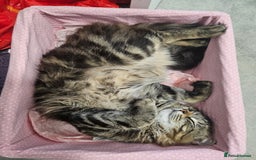 British Longhair cats for sale: British Longhair Tabby Kittens - Image 9