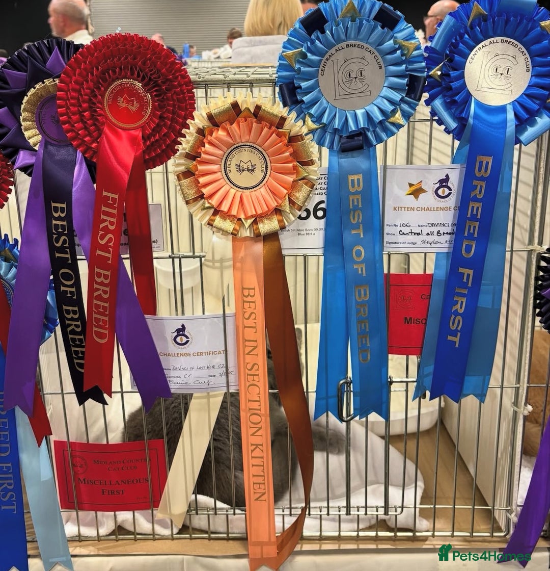 British Shorthair cats for stud: 🔥 RARE FAWN CINNAMON BLUE STUD BOYS GCCF TICA  in Derby - Advert 5